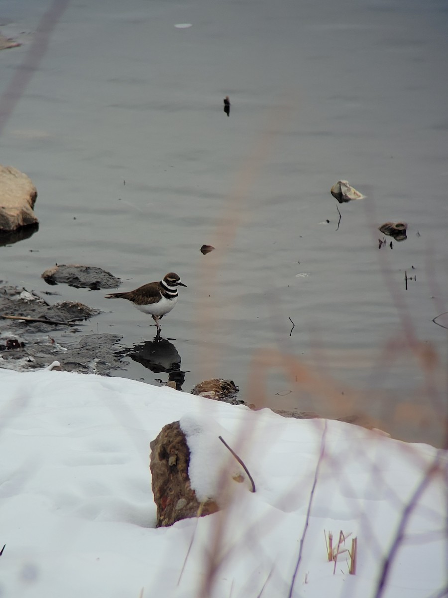 Killdeer - ML520408491