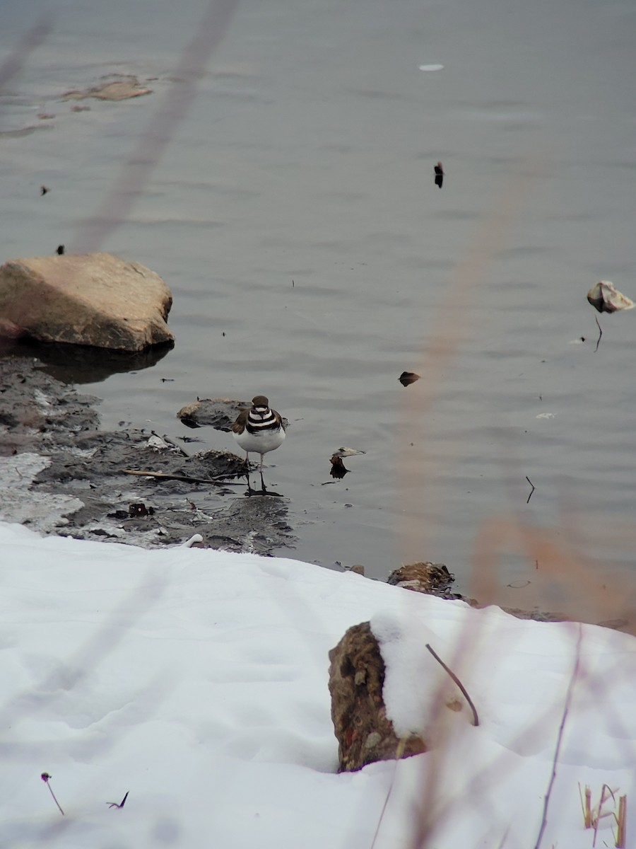 Killdeer - ML520408581