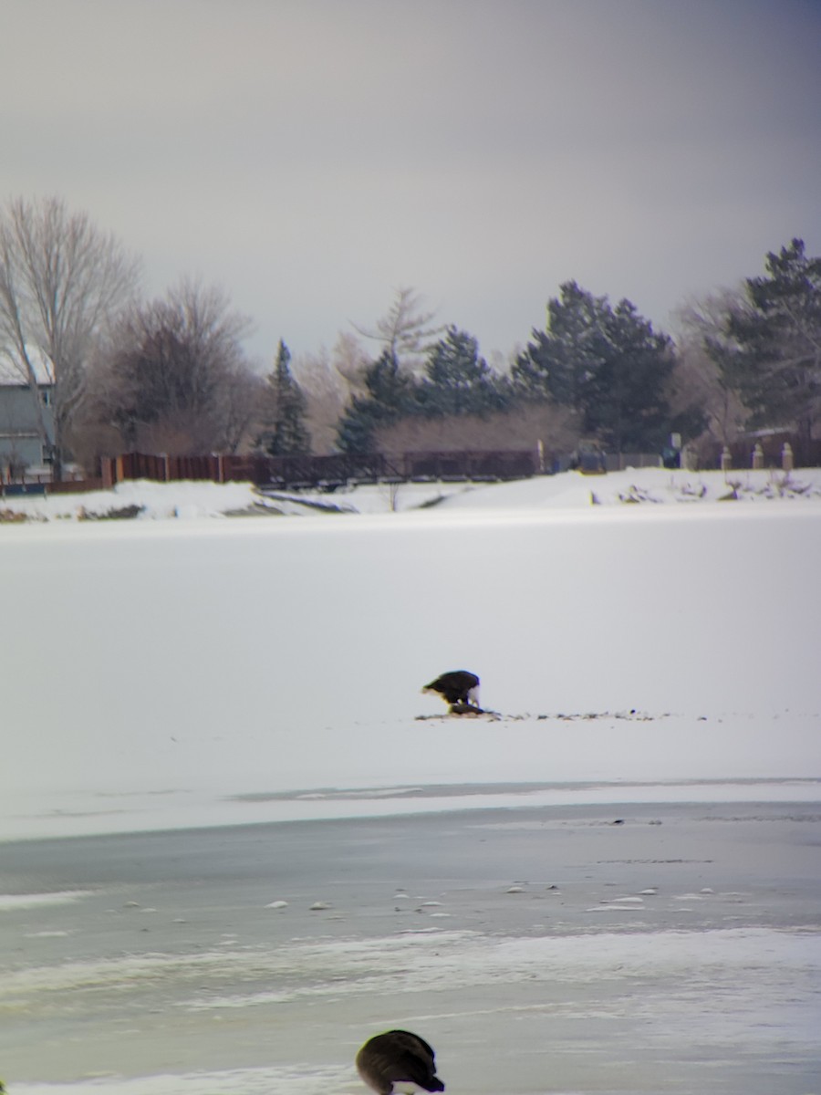 Bald Eagle - ML520409081