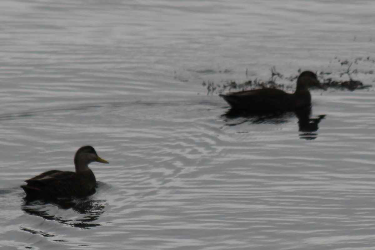 American Black Duck - Deborah McComiskey