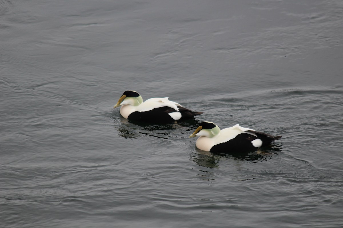 Common Eider - ML520409271