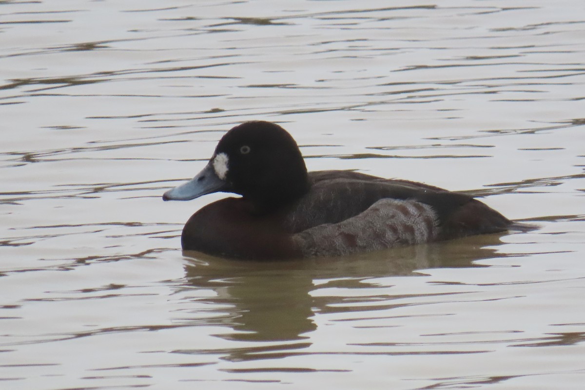 Greater Scaup - ML520409331