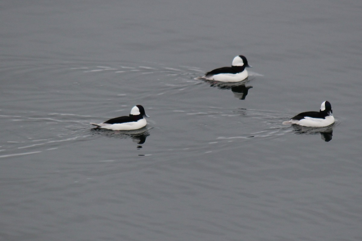 Bufflehead - ML520409581