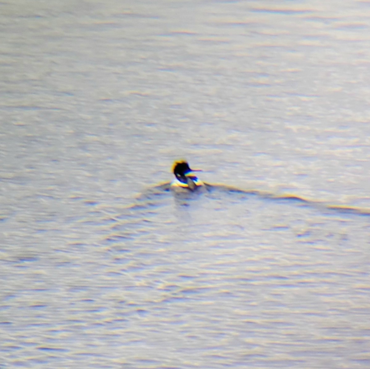 Red-breasted Merganser - ML520409671