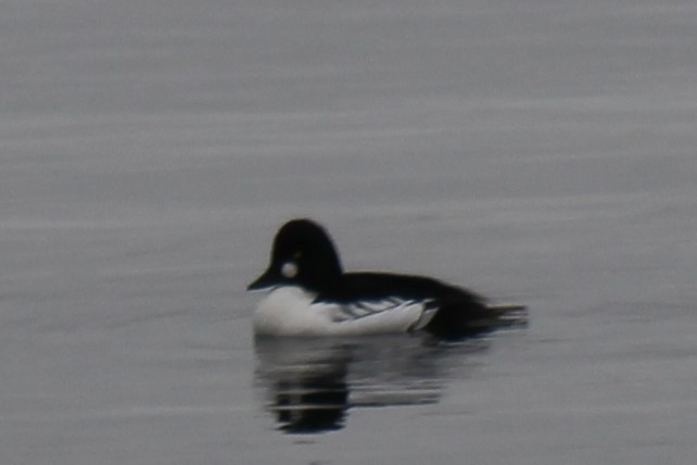 Common Goldeneye - ML520409711