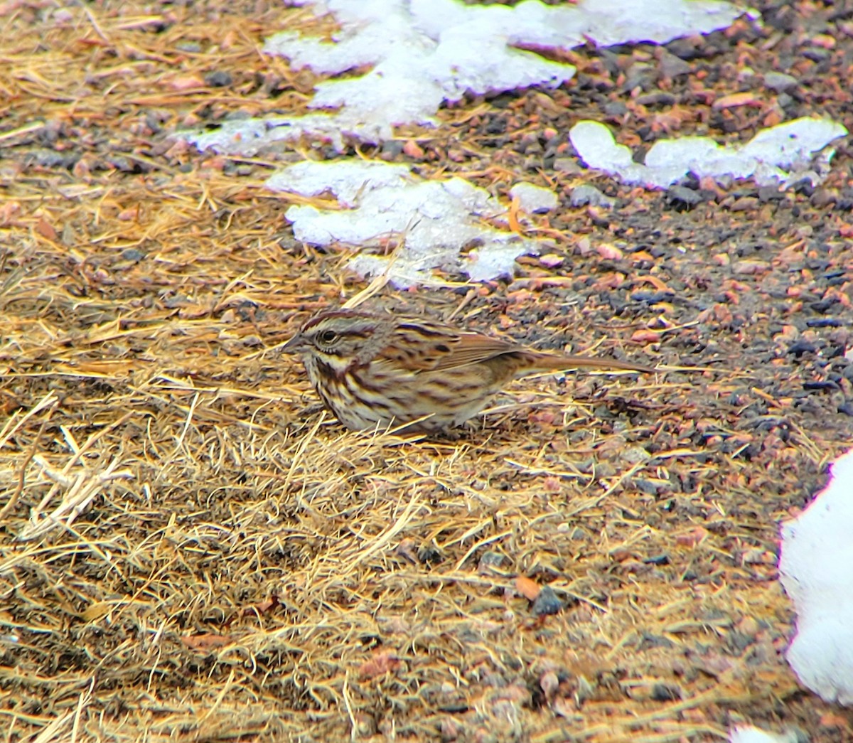 Song Sparrow - ML520409821