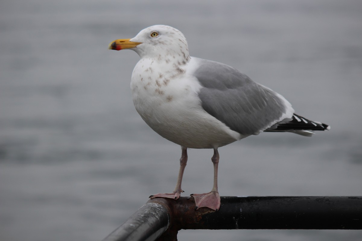 Herring Gull - Deborah McComiskey