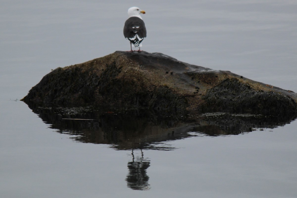 Great Black-backed Gull - Deborah McComiskey