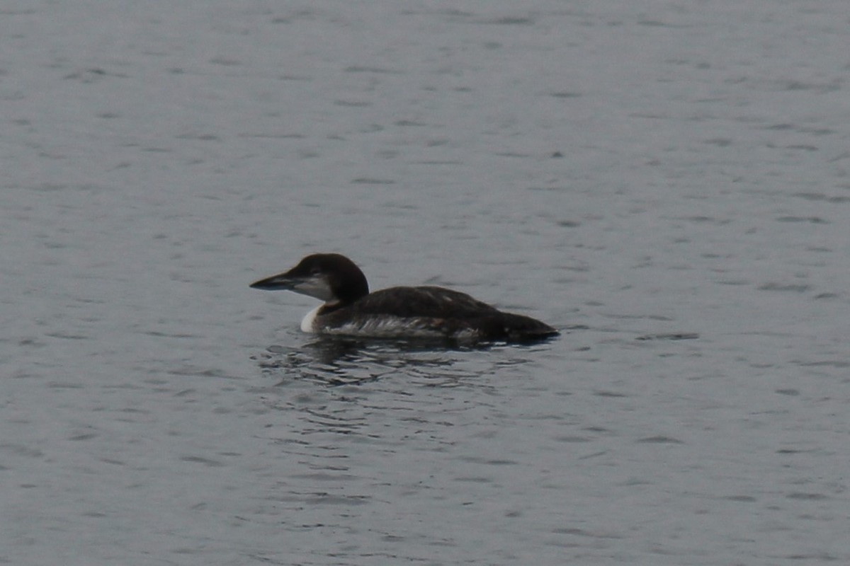 Common Loon - Deborah McComiskey