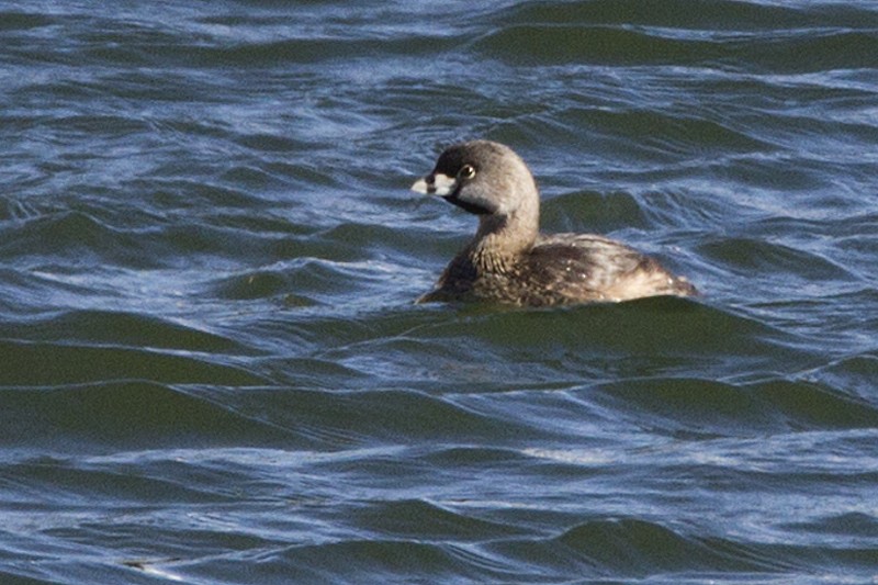 Pied-billed Grebe - ML52041061