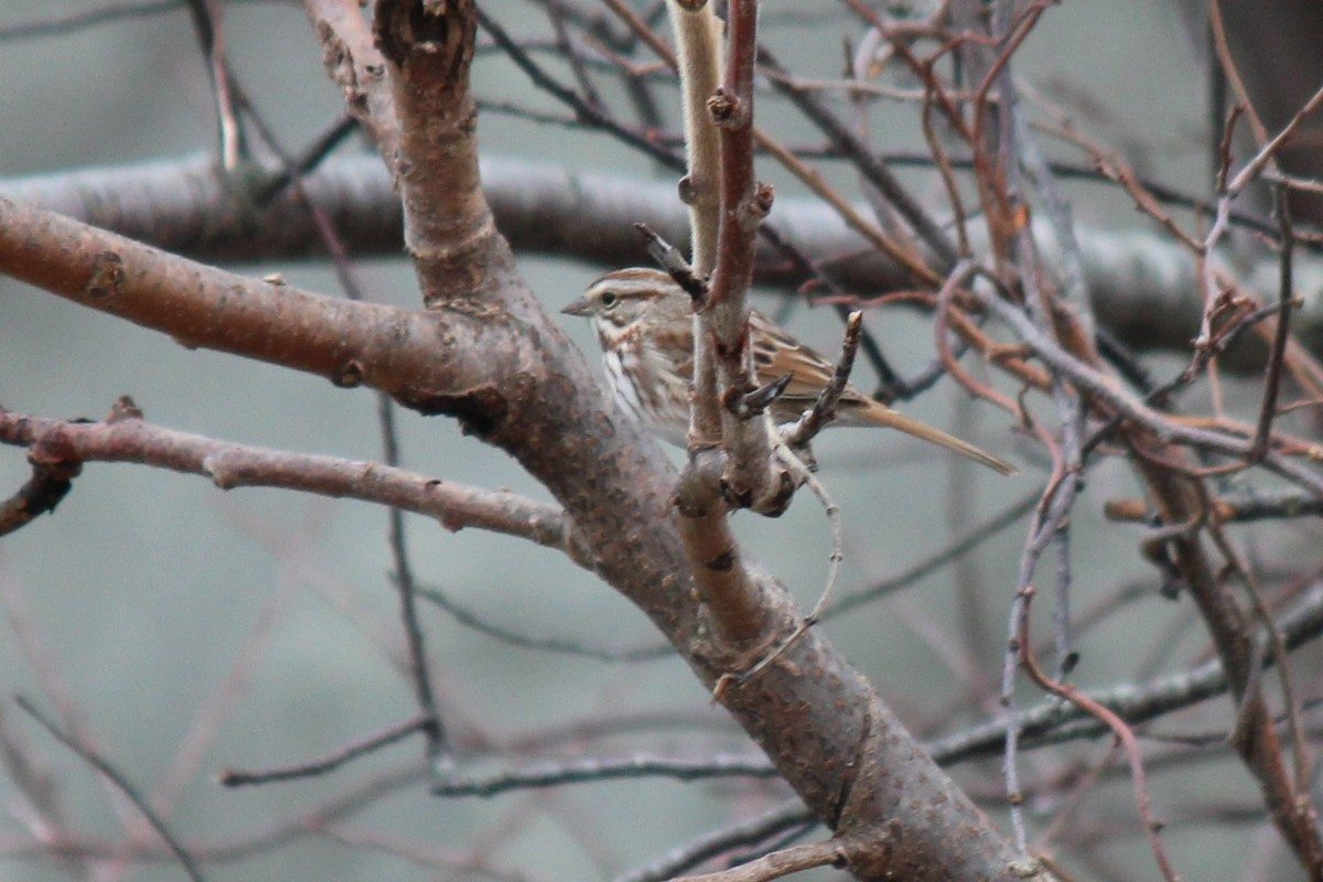 Song Sparrow - ML520410671