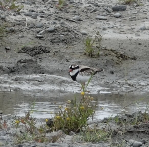 Black-fronted Dotterel - Judith White