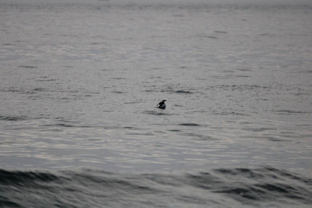 Razorbill - ML520410961