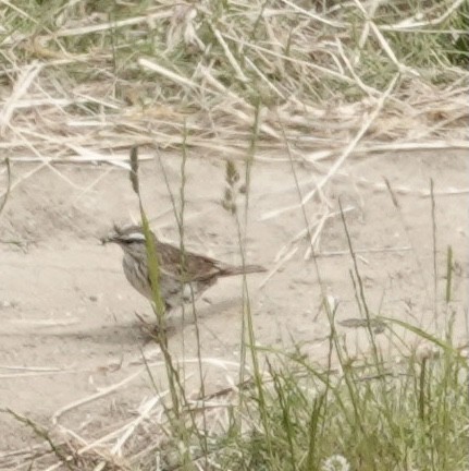 New Zealand Pipit - ML520412181