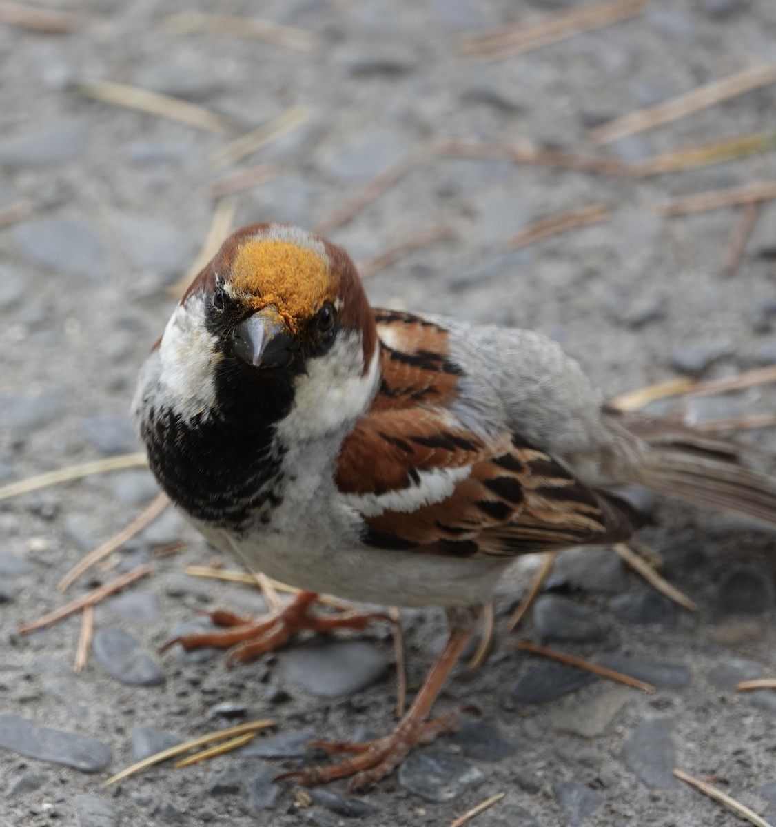 House Sparrow - ML520412401