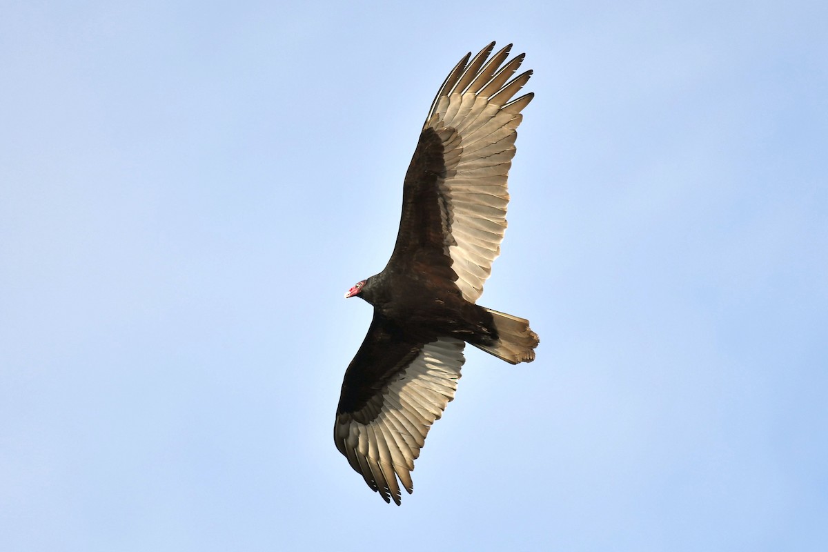 Turkey Vulture - ML520412581