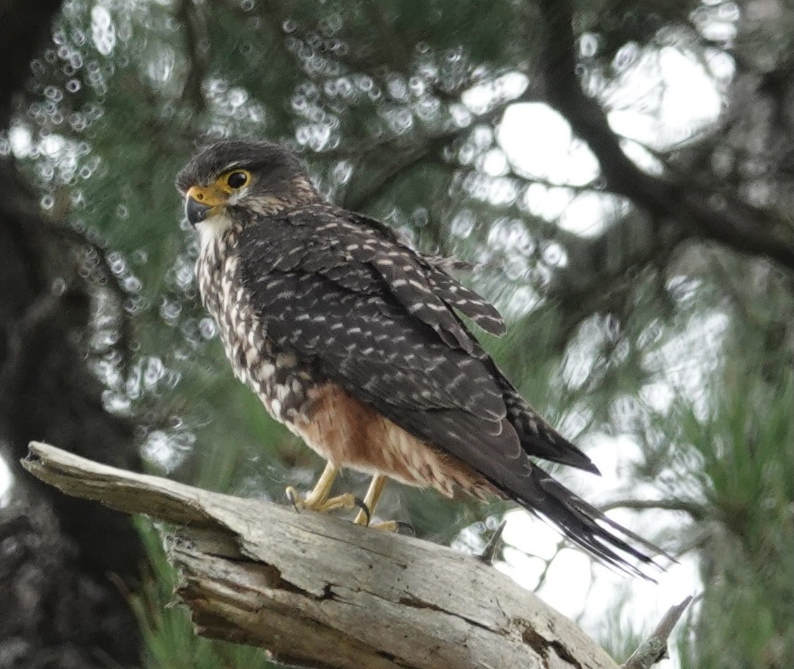 New Zealand Falcon - ML520412931