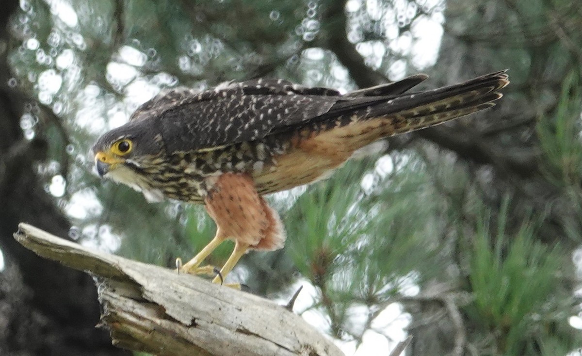 New Zealand Falcon - ML520413031