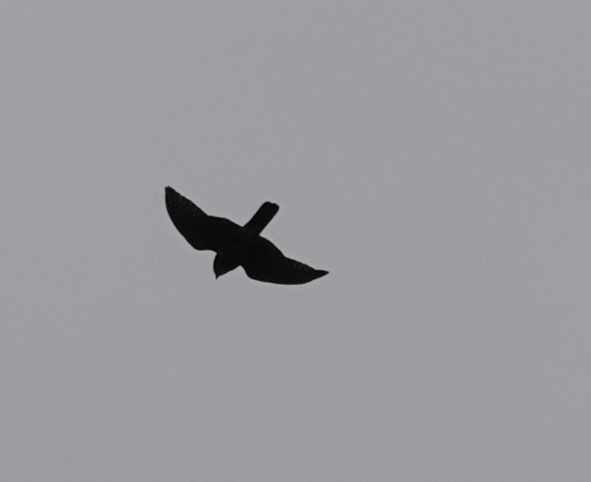New Zealand Falcon - ML520413071