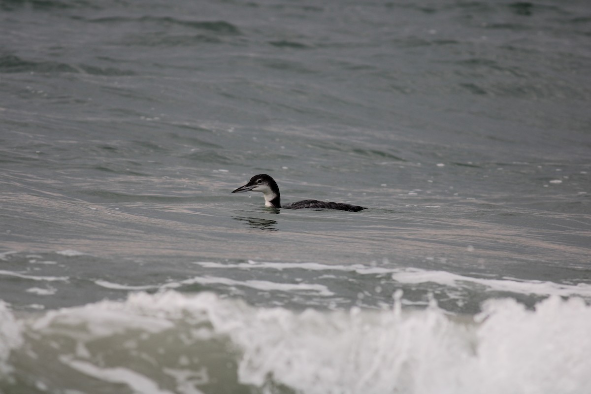 Common Loon - ML520414231