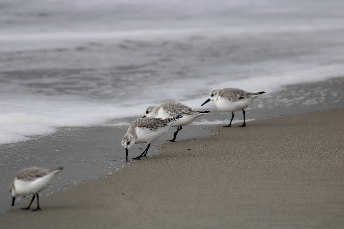 Sanderling - ML520414271