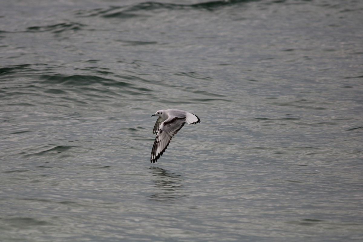 Bonaparte's Gull - ML520414481