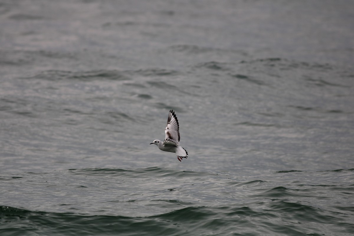 Bonaparte's Gull - ML520414551