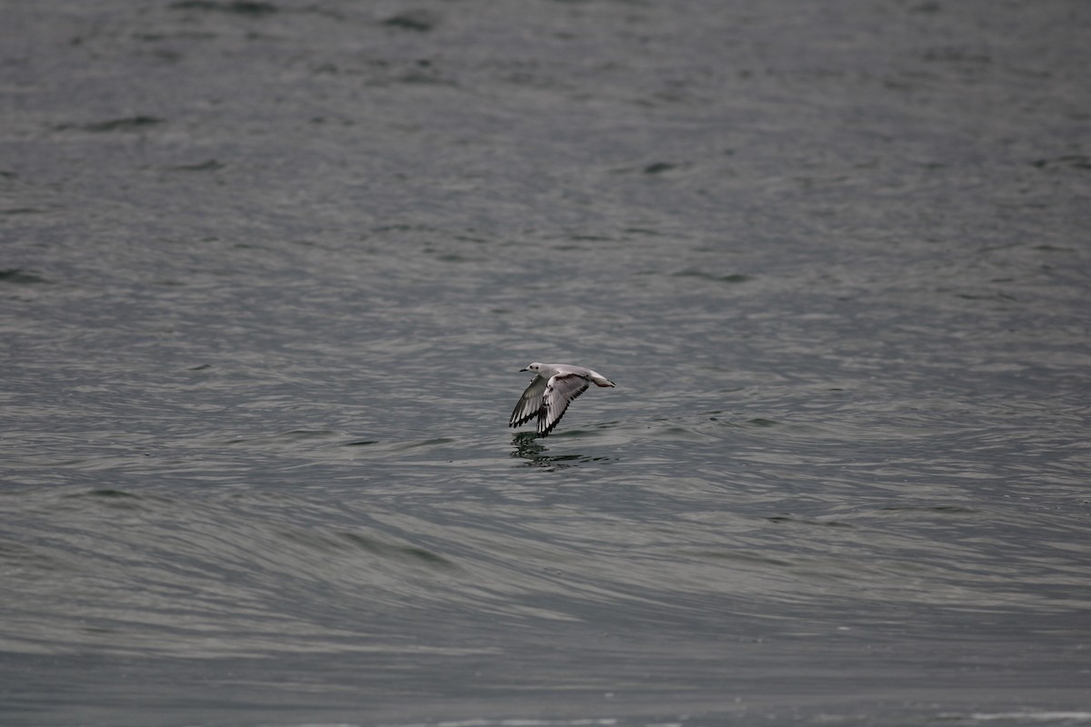 Bonaparte's Gull - ML520414581