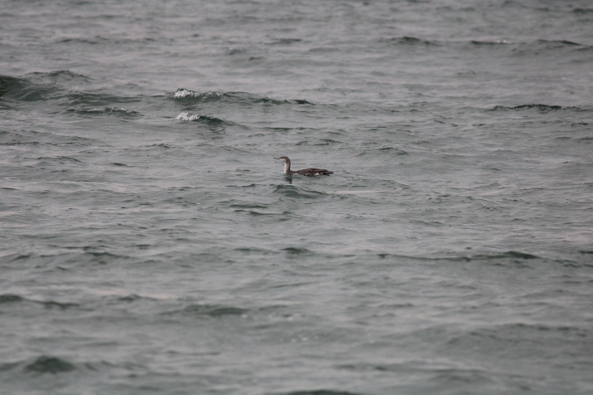 Red-throated Loon - Adam Vinson