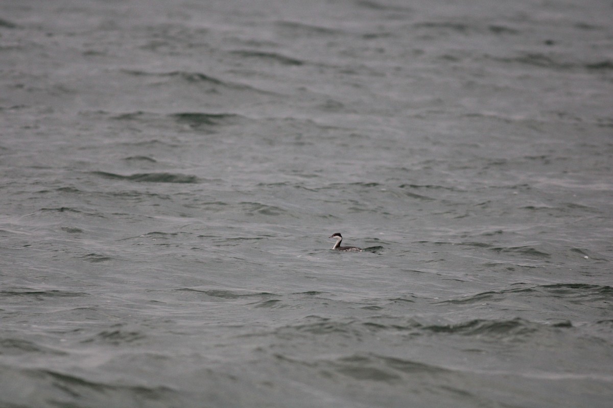 Horned Grebe - ML520415041