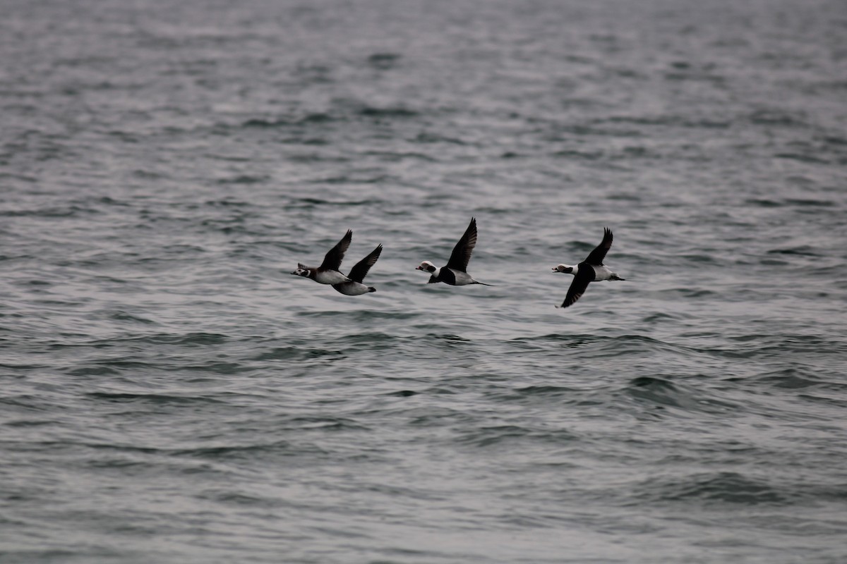 Long-tailed Duck - ML520415741