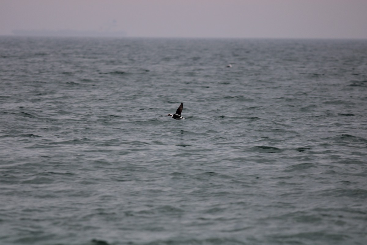 Long-tailed Duck - ML520415761