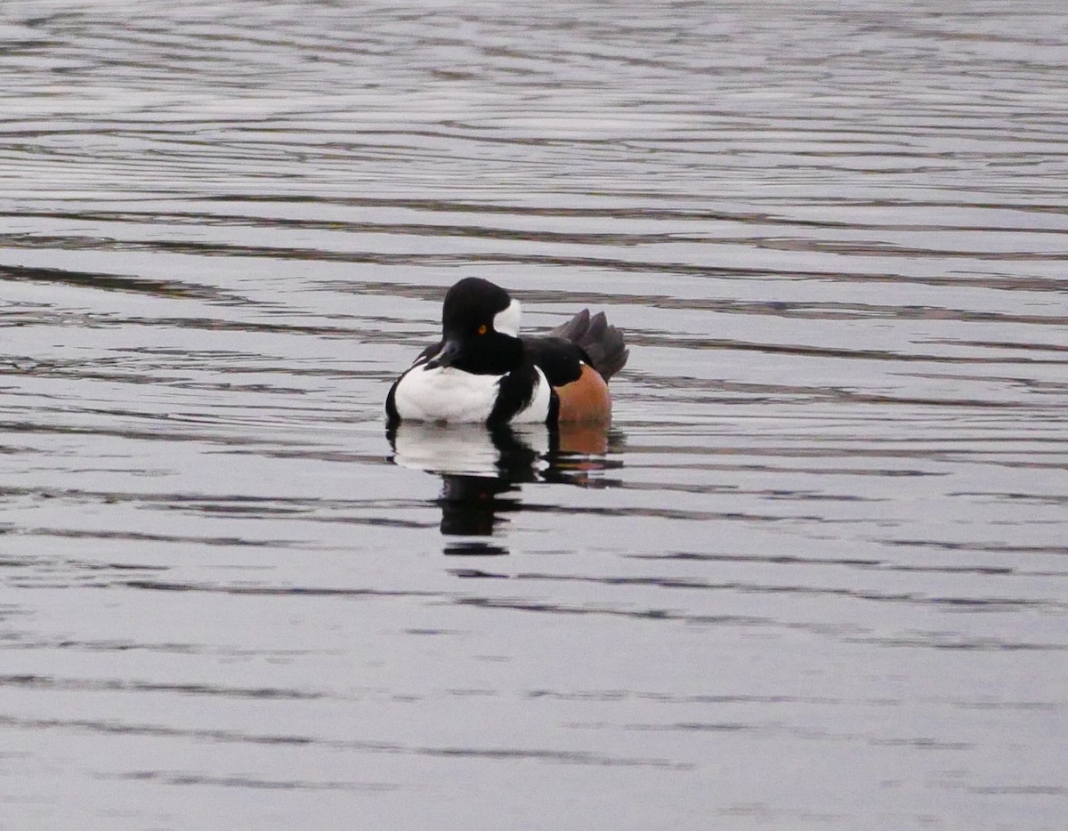 Hooded Merganser - ML520417091