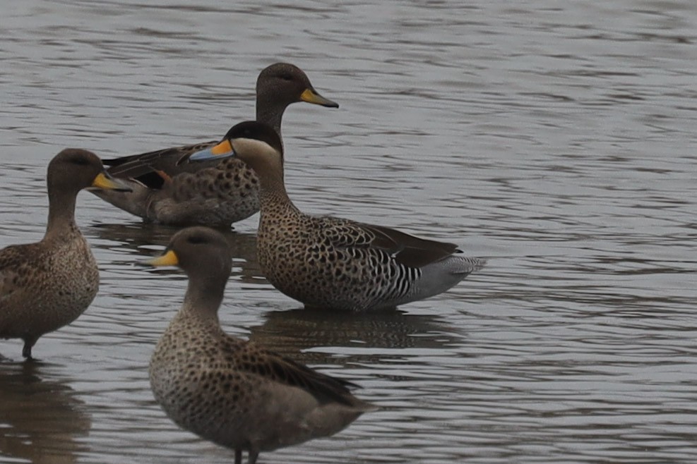 Silver Teal - Ian Thompson