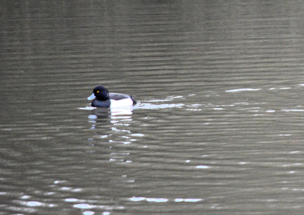Tufted Duck - ML520419231