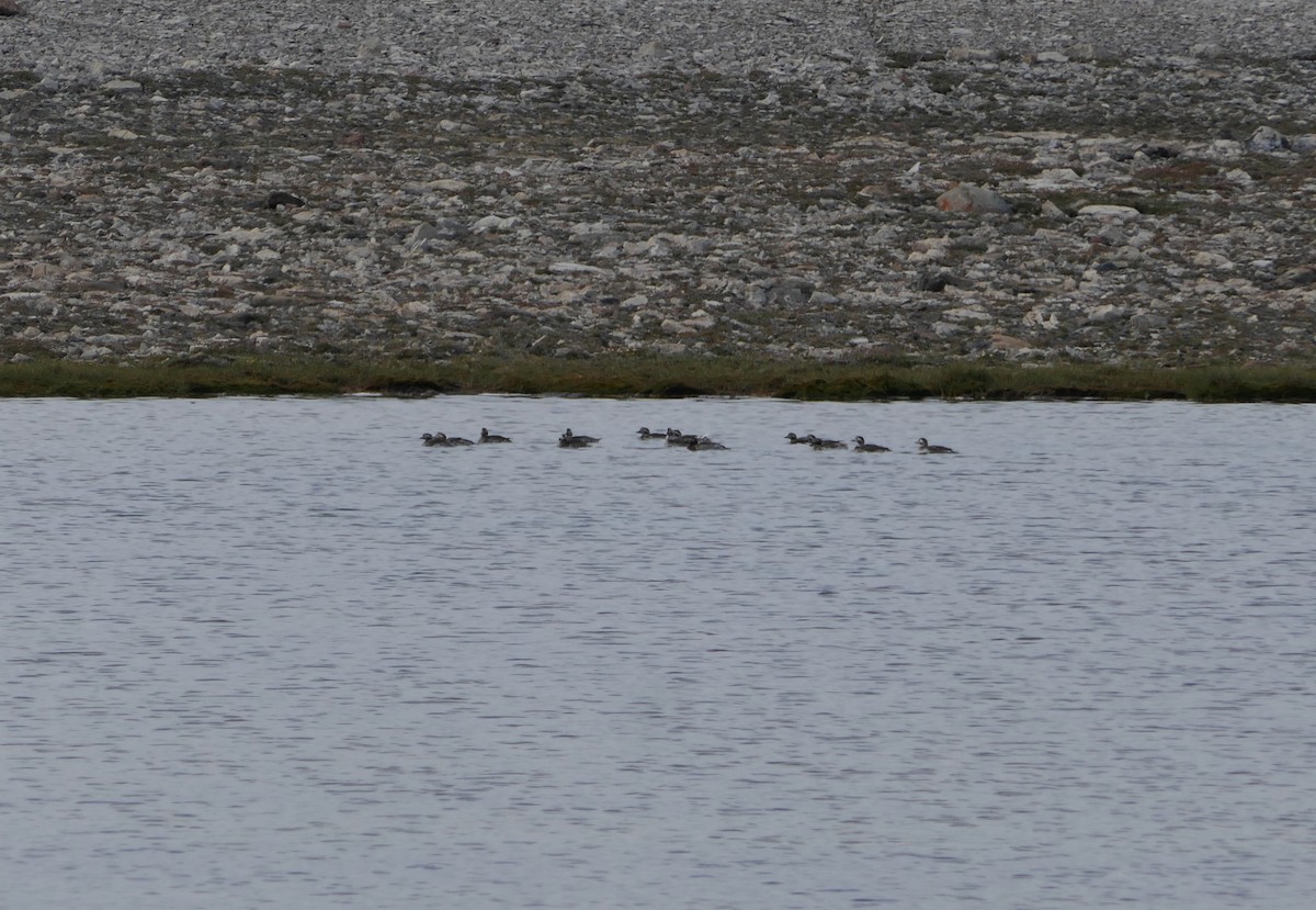 Long-tailed Duck - ML520419501