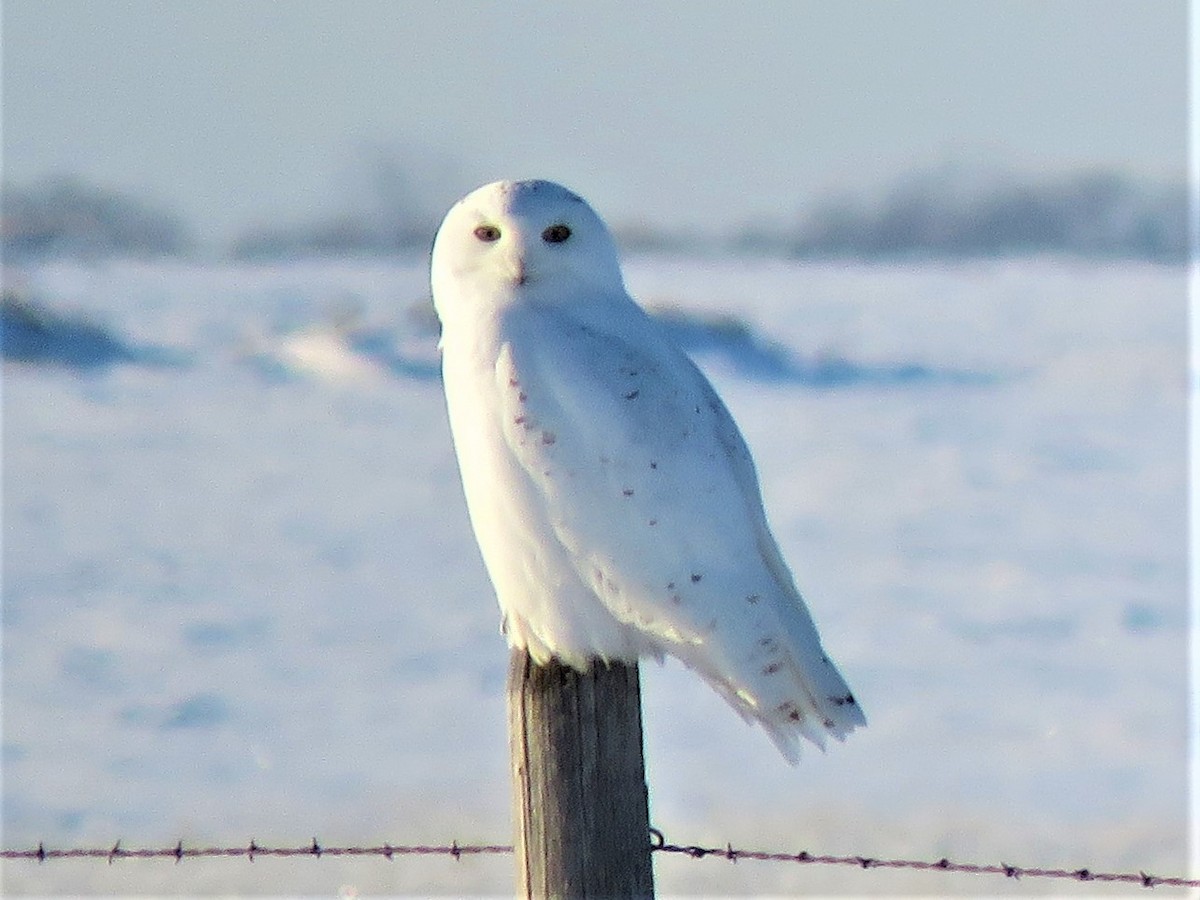 Snowy Owl - ML520421001