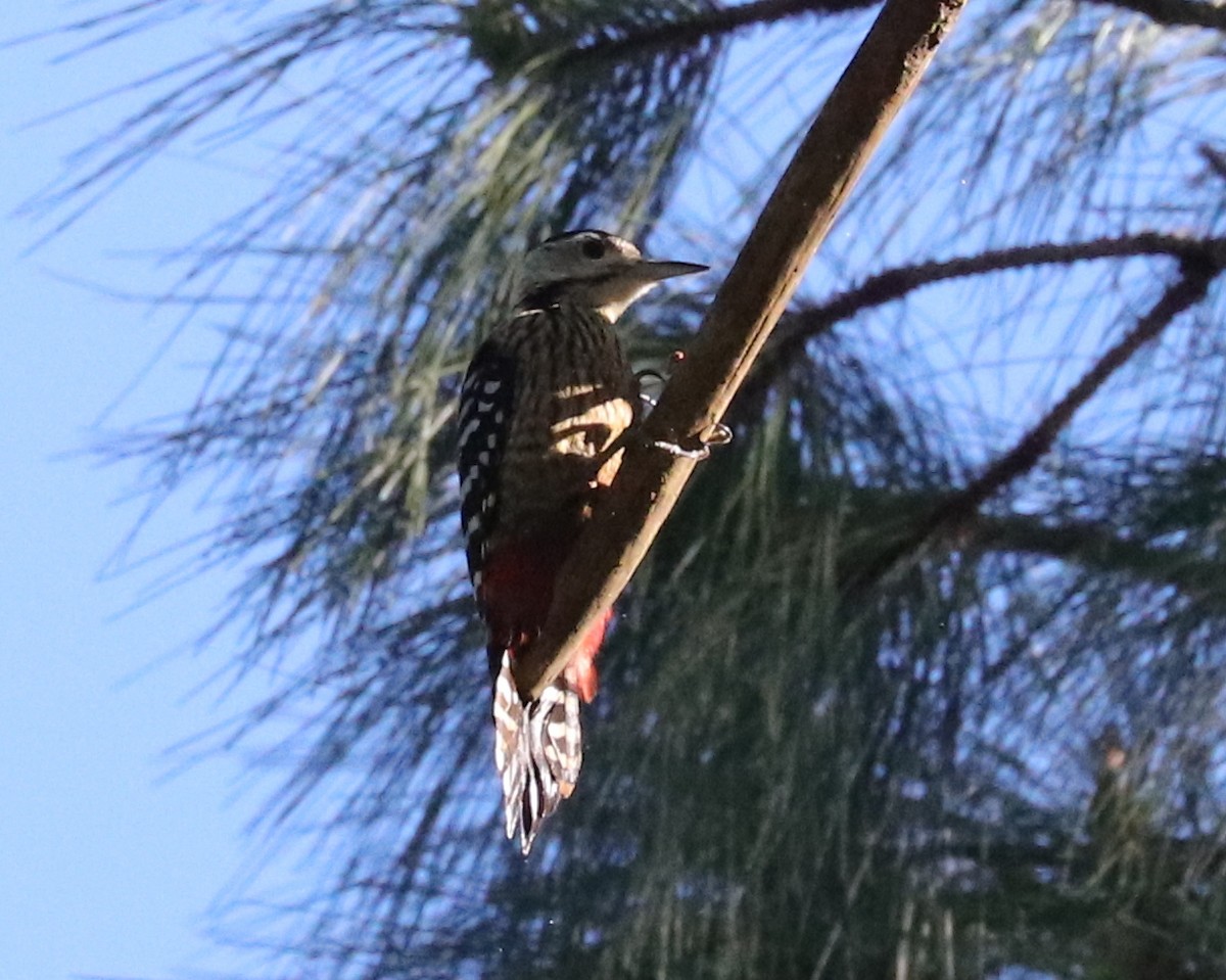 Stripe-breasted Woodpecker - Joelle Finley