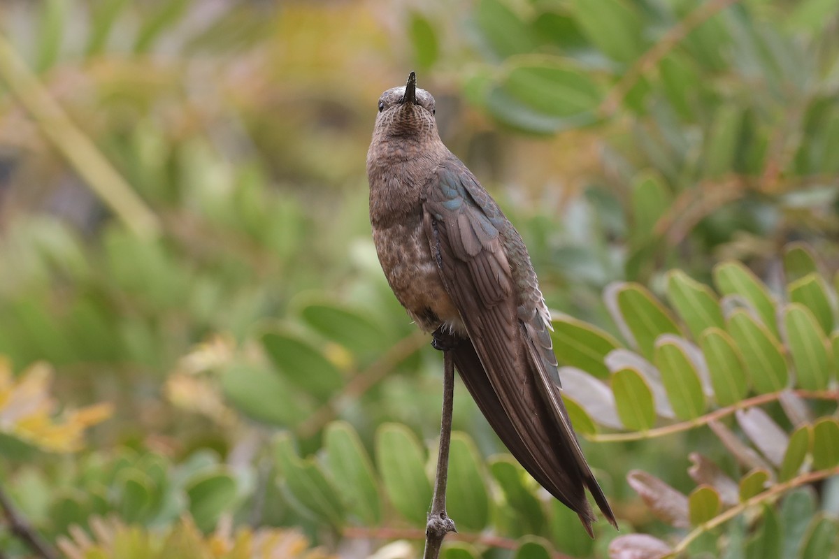 Giant Hummingbird - Ian Thompson