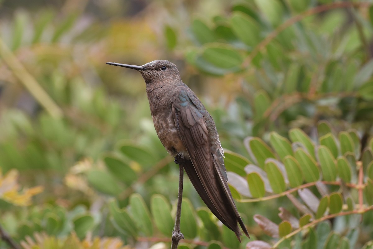 Giant Hummingbird - Ian Thompson