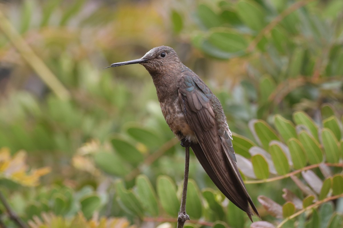 Giant Hummingbird - Ian Thompson