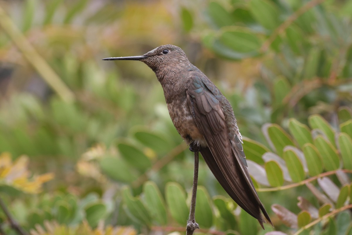 Giant Hummingbird - Ian Thompson