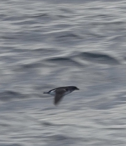 Common Diving-Petrel - ML520422711