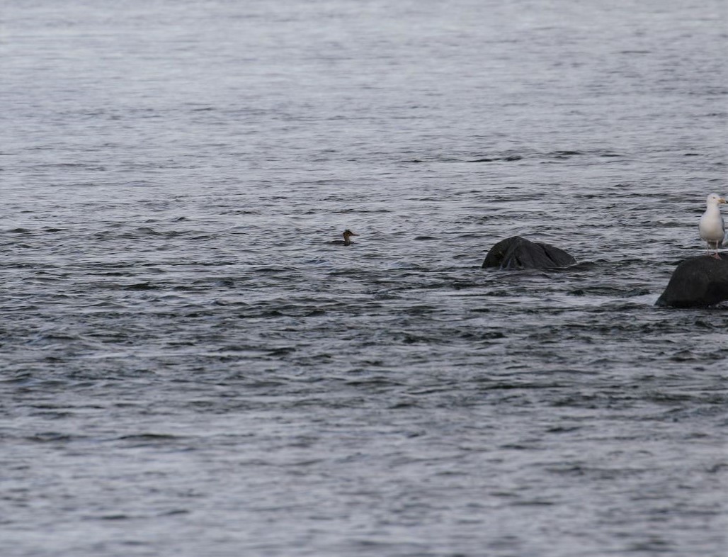 Red-breasted Merganser - Paul Galvin