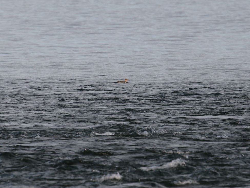 Red-breasted Merganser - ML520425731