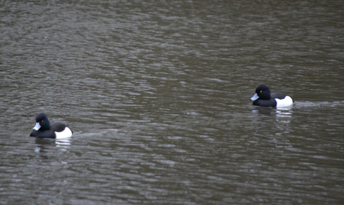Tufted Duck - ML520426871