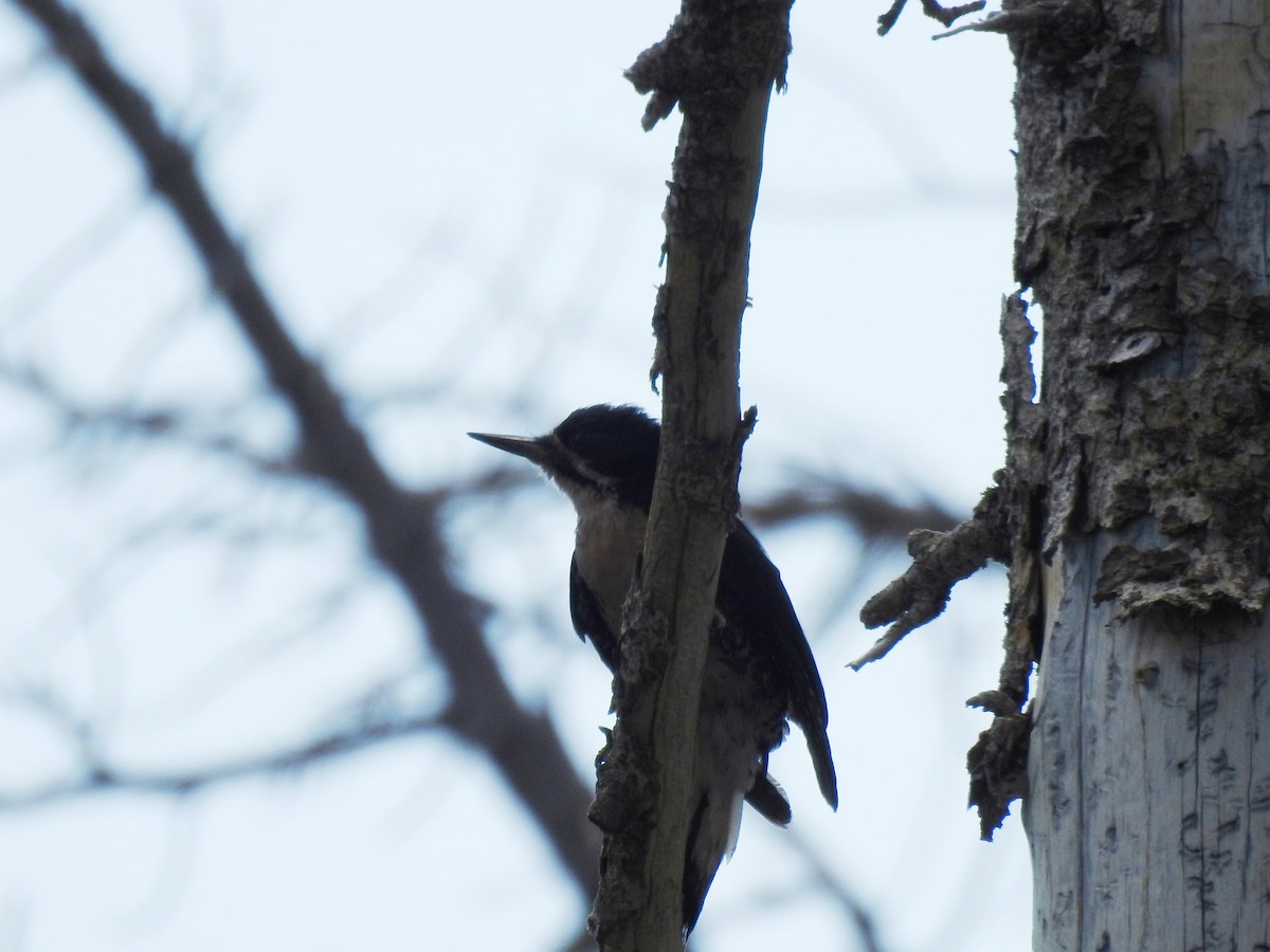 Black-backed Woodpecker - ML520427931