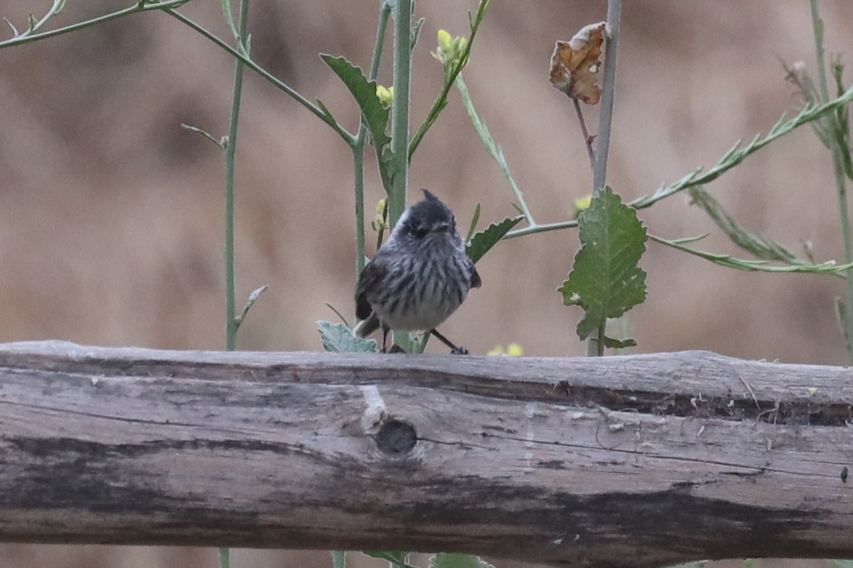 Tufted Tit-Tyrant - ML520428201