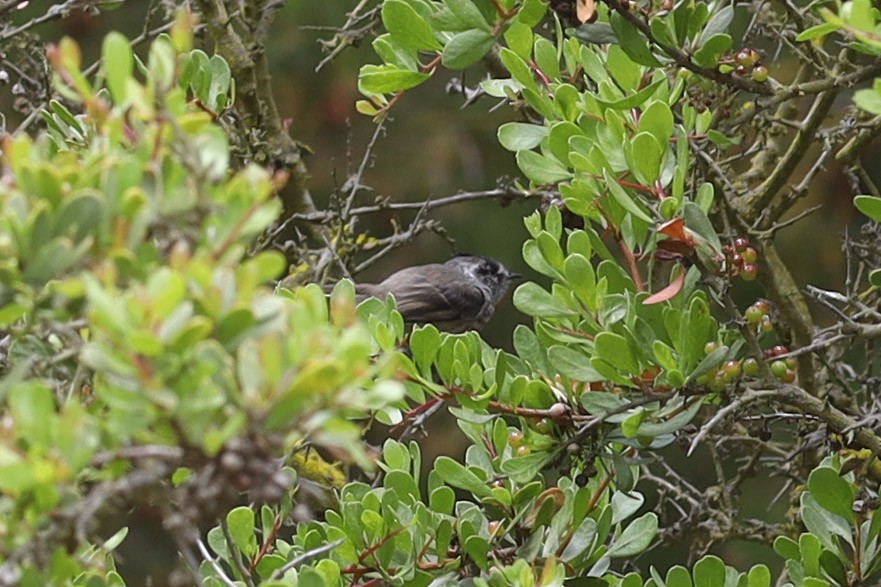 Tufted Tit-Tyrant - ML520428211