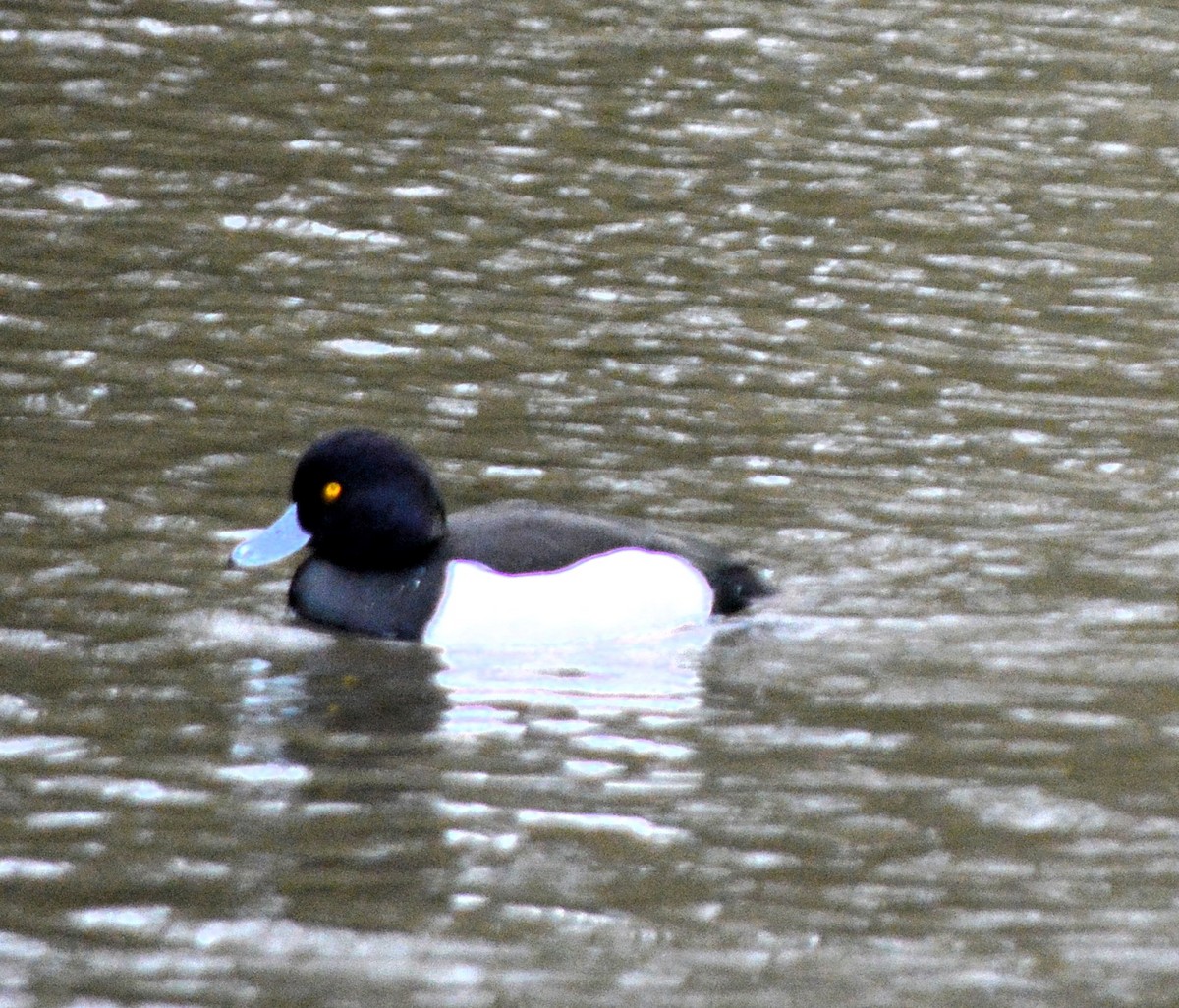 Tufted Duck - ML520429071